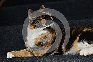 Closeup of an adorable calico cat on the stairs outdoors during daylight