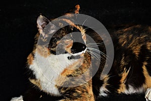 Closeup of an adorable calico cat on the stairs outdoors during daylight