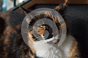 Closeup of an adorable calico cat on the stairs outdoors during daylight