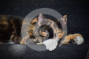 Closeup of an adorable calico cat on the stairs outdoors during daylight