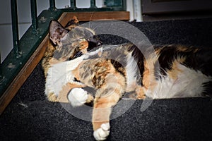 Closeup of an adorable calico cat on the stairs outdoors during daylight