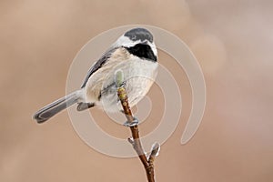 Closeup of adorable Carolina Chickadee perched on a tree branch