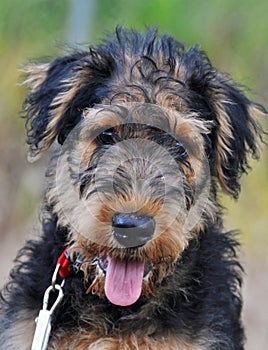 Closeup of adorable cute Airedale Terrier puppy
