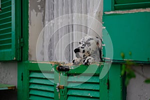 Closeup of an adorable dalmatian looking out of the old wooden windows of the house