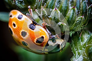 Closeup of adorable eyed ladybug on green plant photo