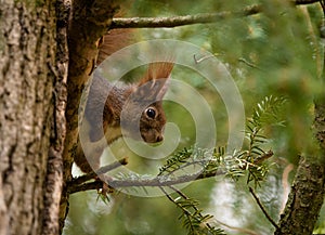 Closeup of an adorable fox squirrel on a branch of an evergreen tree