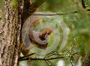 Closeup of an adorable fox squirrel on a branch of an evergreen tree