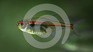 Closeup of adorable Glowlight tetra fish swimming in green water