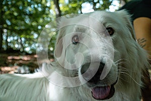 Closeup of an adorable Great Pyrenees dog looking to the camera