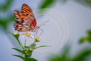 Closeup of adorable Gulf fritillary butterfly on yellow and white flower