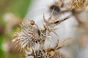 Closeup of adorable ladybug with black spots on thistle head in autumn