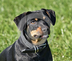 Closeup of adorable Lancashire Heeler dog with innocent eyes and black collar