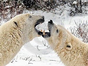 Closeup of adorable polar bears lovemaking, roaring to each other in a winter landscape