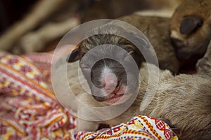 Closeup of an adorable puppy just hours old, blind and deaf. Its fur still a bit wet. Huddled with other pups on the floor.