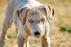 Closeup of an adorable stray dog, looking directly at the camera