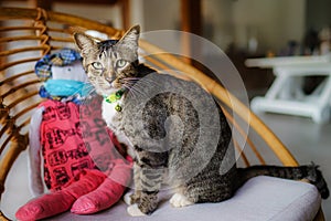 Closeup of adorable striped gray cat on chair