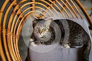 Closeup of adorable striped gray cat on chair