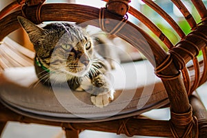 Closeup of adorable striped gray cat on chair