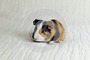 Closeup of adorable tricolour two-day-old guinea pig with black button eyes sitting on couch