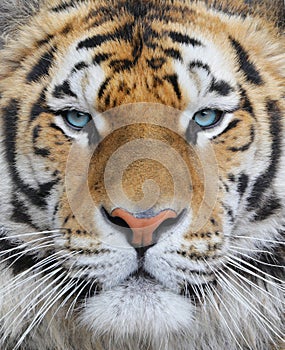 Closeup of an adult bengal tiger with blue eyes