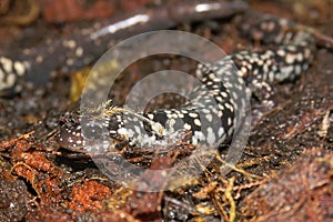Closeup on an adult bright white Slimy salamander species , Plethodon glutinosus complex