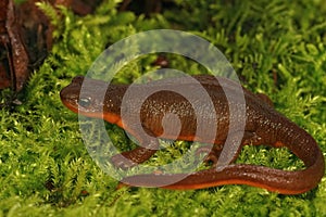 Closeup on an adult brown gravid female Rough skinned newt, Taricha granulosa sitting on moss