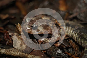 Closeup of an adult  Clouded salamander, Aneides vagrans