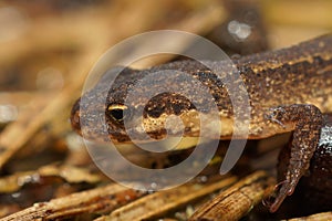 Closeup on an adult Common smooth newt, Lissotriton vulgaris sitting on the ground