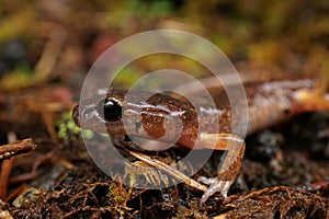 Closeup on an adult Ensatina eschscholtzii oregonensis lugless salamander in North Oregon