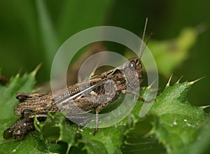 Closeup on an adult European Bow-winged grasshopper, Chorthippus biguttulus group