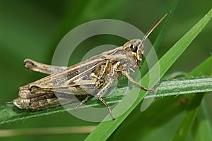 Closeup on an adult European Bow-winged grasshopper, Chorthippus biguttulus group