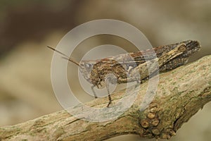 Closeup on an adult European Bow-winged grasshopper, Chorthippus biguttulus group