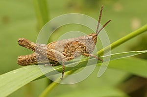 Closeup on an adult European Bow-winged grasshopper, Chorthippus biguttulus group