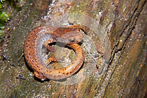 Closeup on an adult  Foer - toed salamander, Hemidactylium scuta