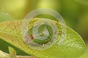 Closeup on an adult, imago of the green shieldbug, Palomena prasina