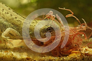 Closeup on an adult Italian newt, Lissotriton italicus eating tubifex