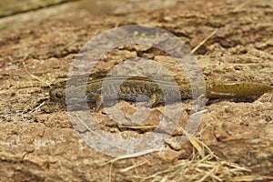 Closeup on an adult Japanese endangered Oita salamander, Hynobius dunni sitting on wood