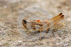 Closeup on an adult Jersey grasshopper, Euchorthippus elegantulus, whith the orange egg of a parasite