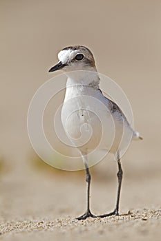 An closeup of an adult Kentish plover Charadrius alexandrinus foraging in the desert on the island of Cape verde