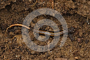 Closeup on an adult lungless Western redback salamander, Plethodon vehiculum