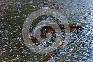 Closeup on a adult  male roughskinned newt, Taricha granulosa,