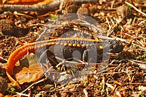 Closeup on an adult male Tiannan crocodile newt, Tylototriton yangi photo