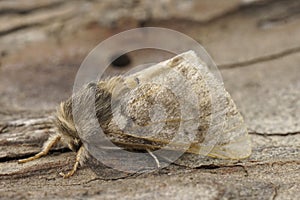 Closeup on the adult Oak Processionary Puss moth, Thaumtopoea processionea a pest species in Oak trees.