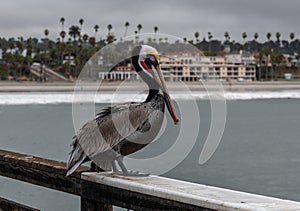 Closeup of an adult Pacific brown pelican in Oceanside, Southern California