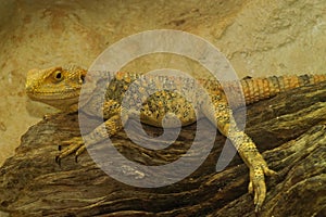 Closeup on an adult Painted dragon lizard, Laudakia stellio laying under a heathing lamp in a terrarium