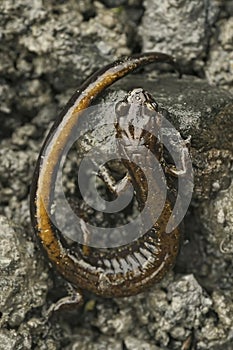 Closeup on an adult Plethodon dunni, Dunn\'s lungless woodland salamander sitting on stone