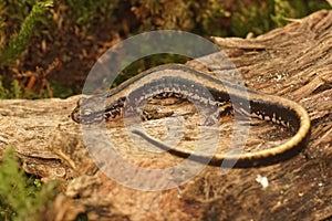 Closeup on an adult three-lined salamander, Eurycea guttolineata