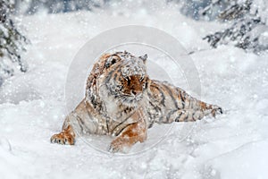 Closeup Adult Tiger in cold time. Tiger snow in wild winter nature