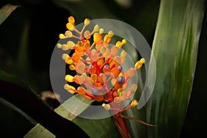 Closeup of Aechmea Caudata flower in vibrant orange and black photo