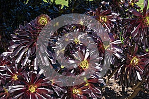 Closeup of  aeonium arboreum `Zwartkop` cultivar rosettes